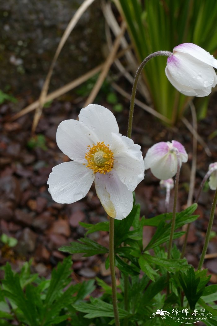 水仙银莲花Anemone narcissiflora