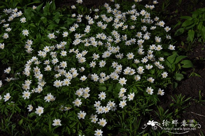 丛林银莲花 Anemone nemorosa