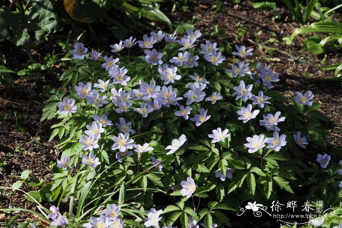 丛林银莲花 Anemone nemorosa