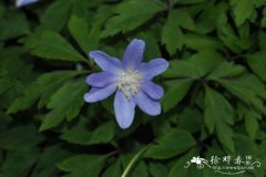 丛林银莲花 Anemone nemorosa