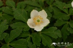 川西银莲花 Anemone prattii