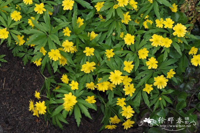 '重瓣'毛茛状银莲花 Anemone ranunculoides 'Pleiflora'