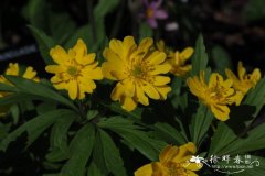 '重瓣'毛茛状银莲花 Anemone ranunculoides 'Pleiflora'