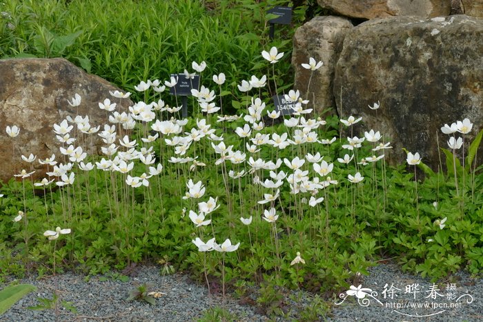 大花银莲花 Anemone sylvestris