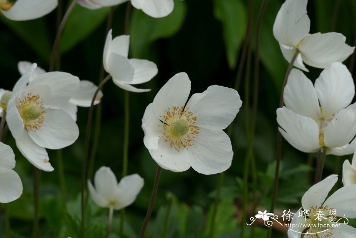 大花银莲花 Anemone sylvestris