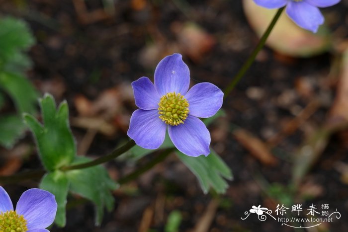 匙叶银莲花Anemone trullifolia