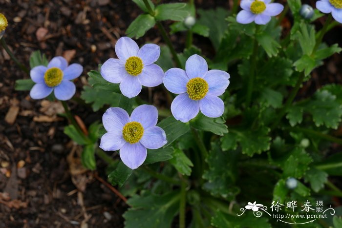 匙叶银莲花Anemone trullifolia