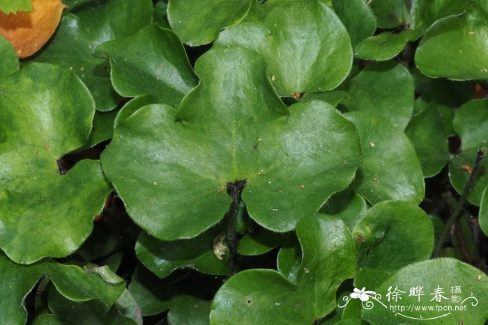 欧獐耳细辛 Hepatica nobilis