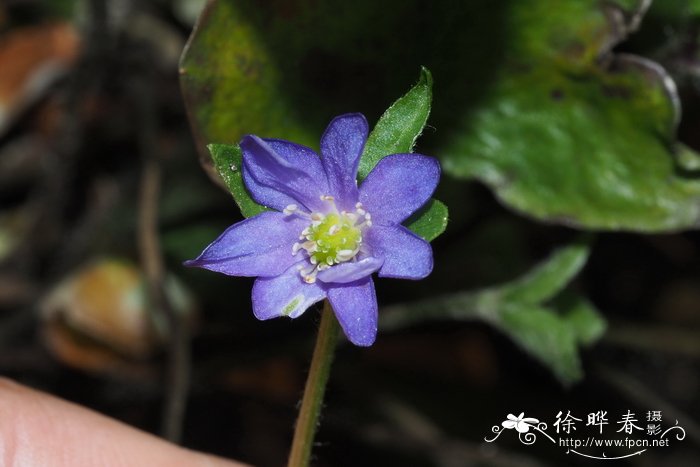 欧獐耳细辛 Hepatica nobilis