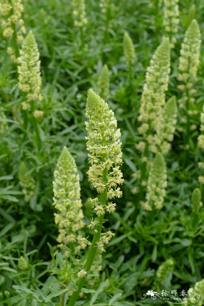 黄木犀草Reseda lutea