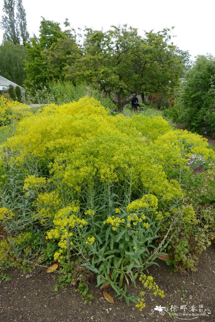 淡黄木犀草Reseda luteola