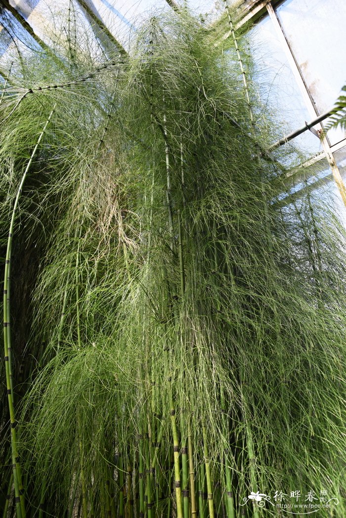 长毛木贼 Equisetum myriochaetum