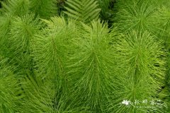 沼生木贼Equisetum telmateia