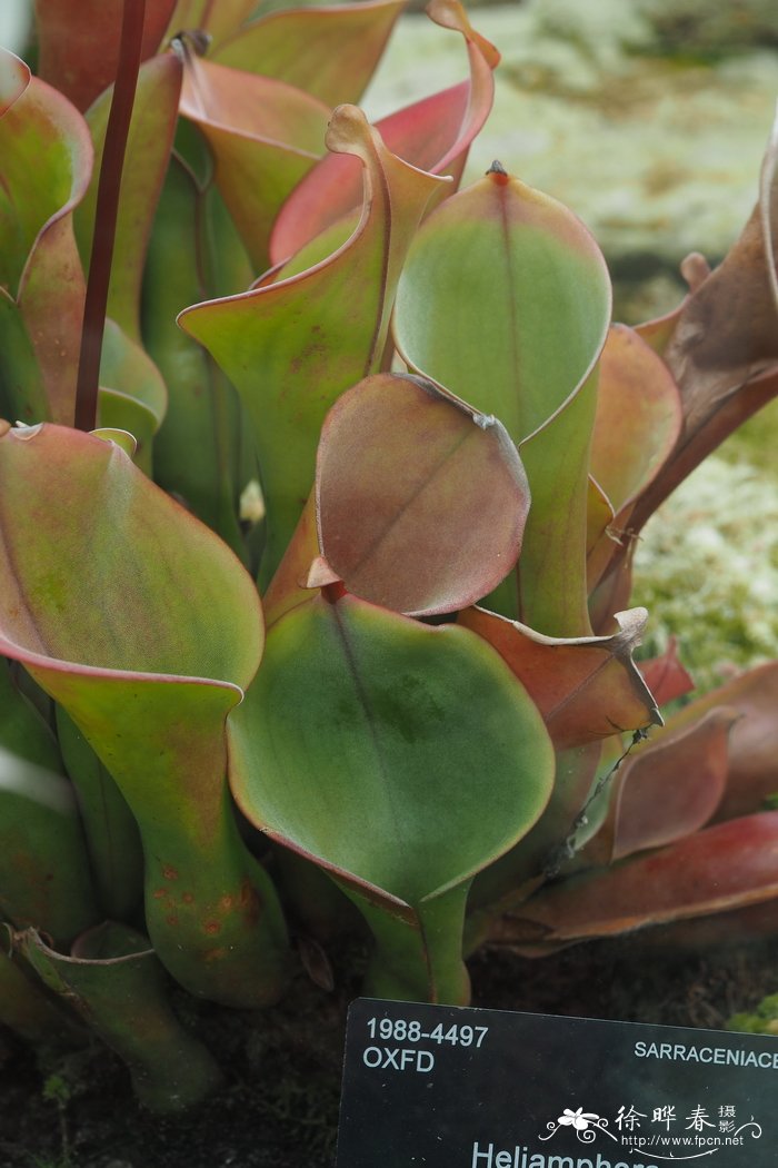 卷瓶子草heliamphora nutans