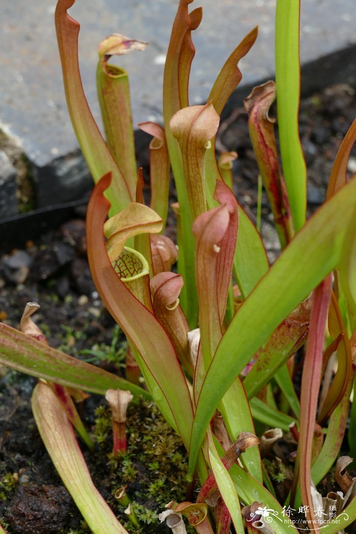 阿拉巴马瓶子草Sarracenia alabamensis