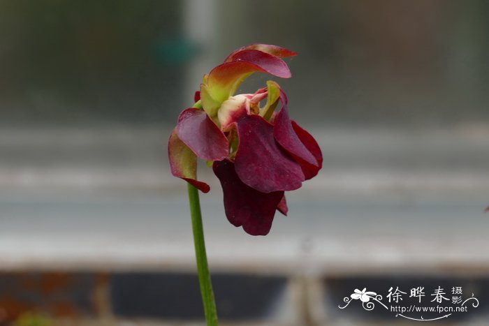 阿拉巴马瓶子草Sarracenia alabamensis