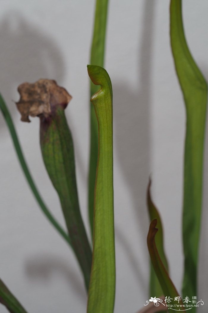 具翅瓶子草Sarracenia alata