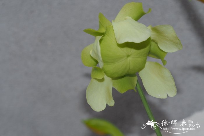 具翅瓶子草Sarracenia alata