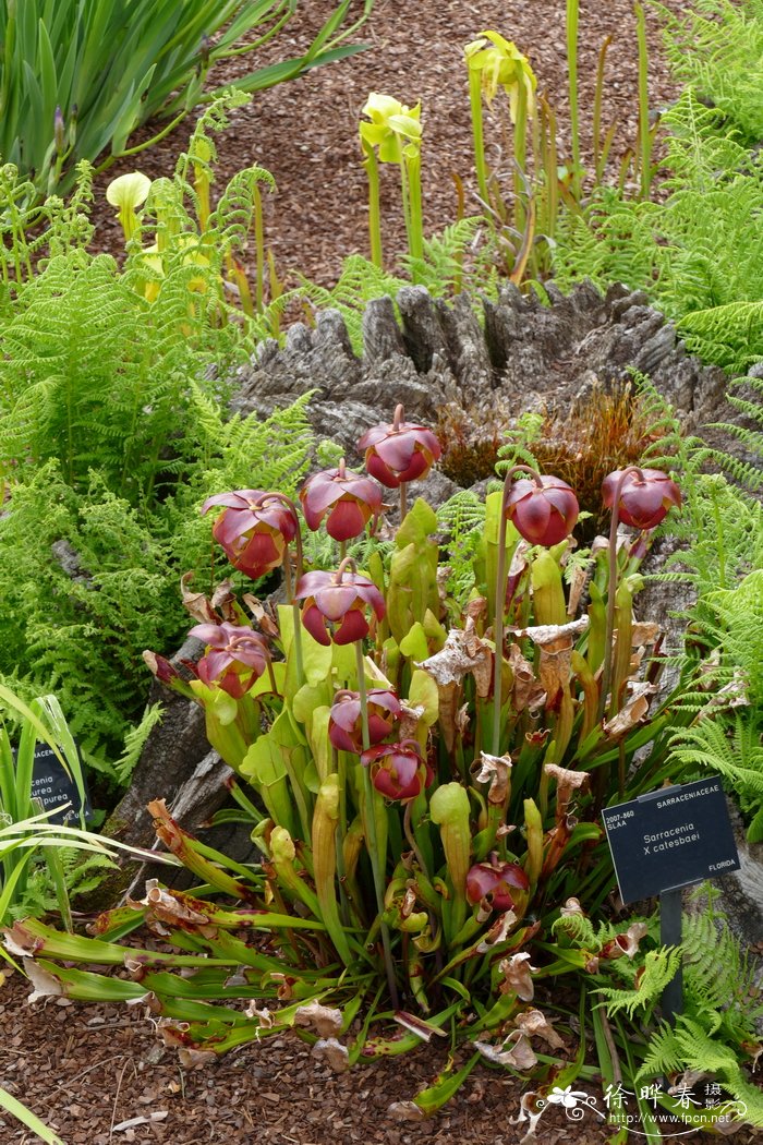 卡特思瓶子草Sarracenia catesbaei