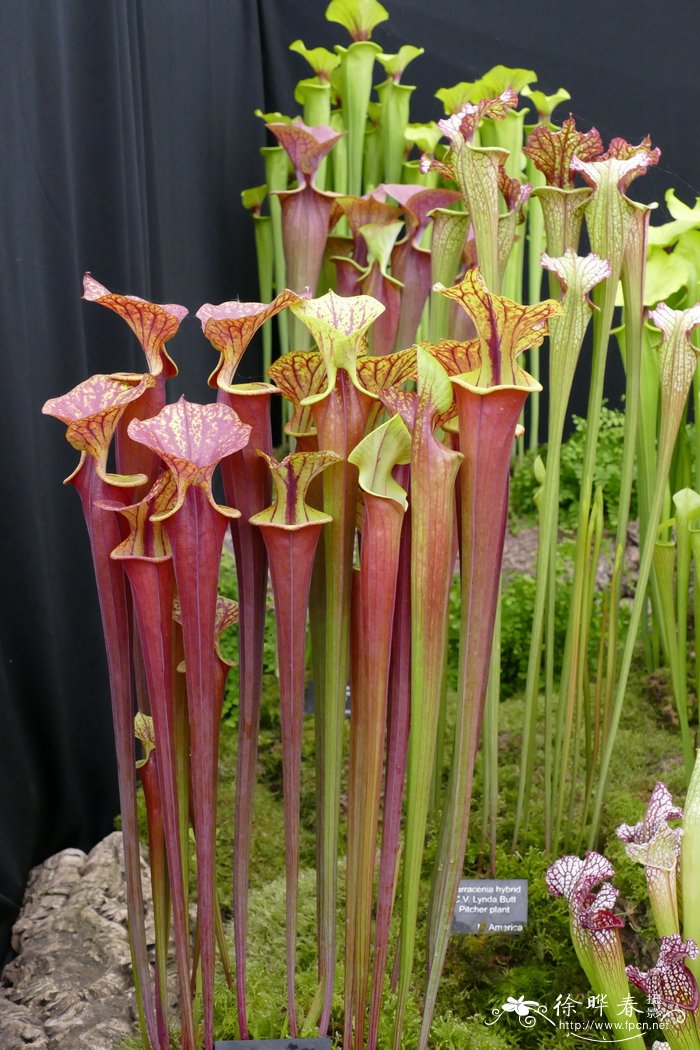 ‘红叶’黄瓶子草 Sarracenia flava Red Tube