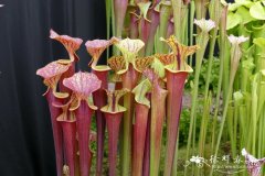 ‘红叶’黄瓶子草 Sarracenia flava Red Tube