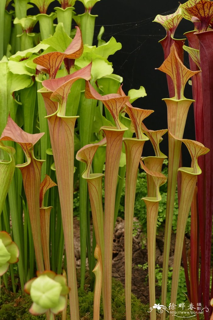 古铜瓶子草 sarracenia flava var. cuprea