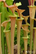 古铜瓶子草 Sarracenia flava var. cuprea