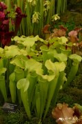 拉吉尔瓶子草 Sarracenia flava var. rugelii