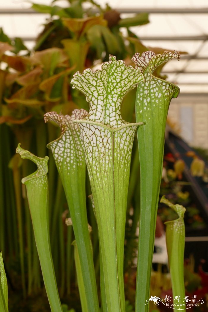 长叶瓶子草Sarracenia leucophylla