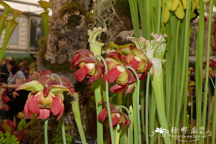 长叶瓶子草Sarracenia leucophylla