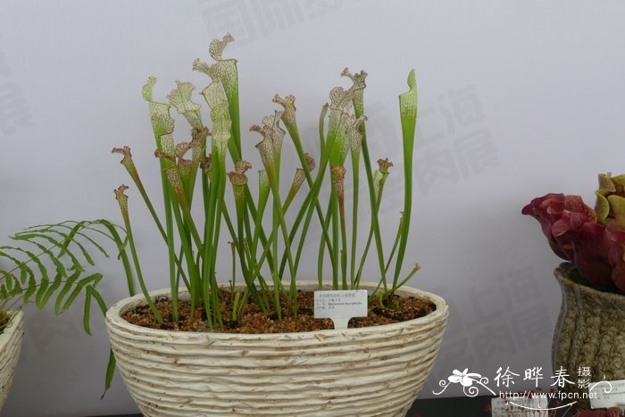 白网纹瓶子草Sarracenia leucophylla