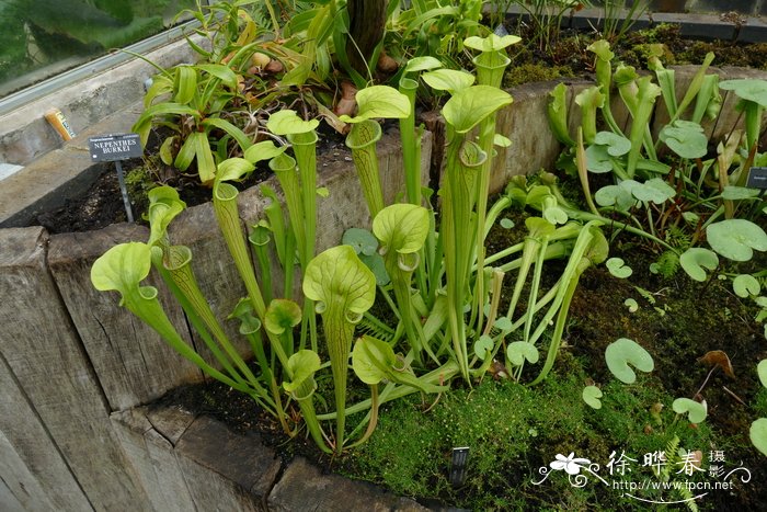 山地瓶子草Sarracenia oreophila