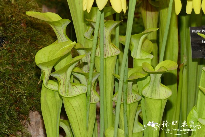 山地瓶子草Sarracenia oreophila