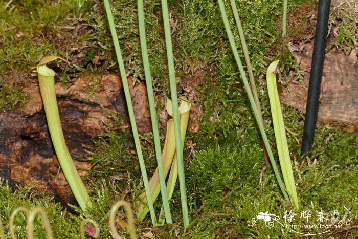 红花瓶子草Sarracenia rubra