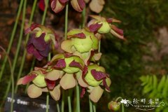 红花瓶子草Sarracenia rubra