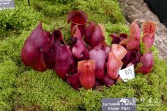 库氏瓶子草Sarracenia x courtii