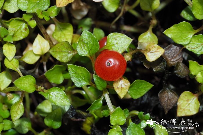 贝尔福薄柱草 Nertera balfouriana