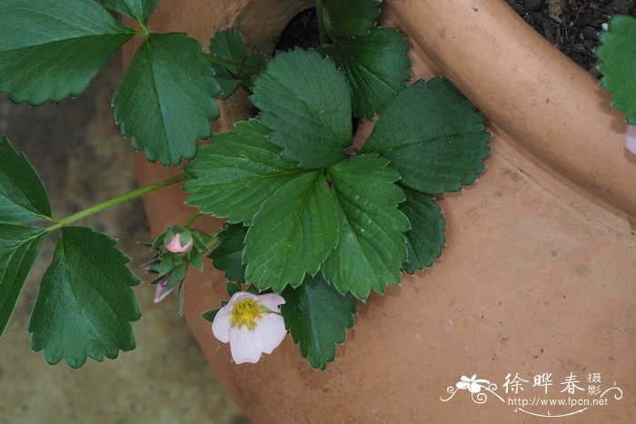 ‘草莓杂交品种  Fragaria x ananassa  'Just Add Cream