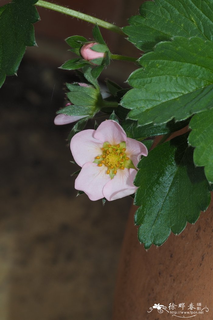 ‘草莓杂交品种  Fragaria x ananassa  'Just Add Cream