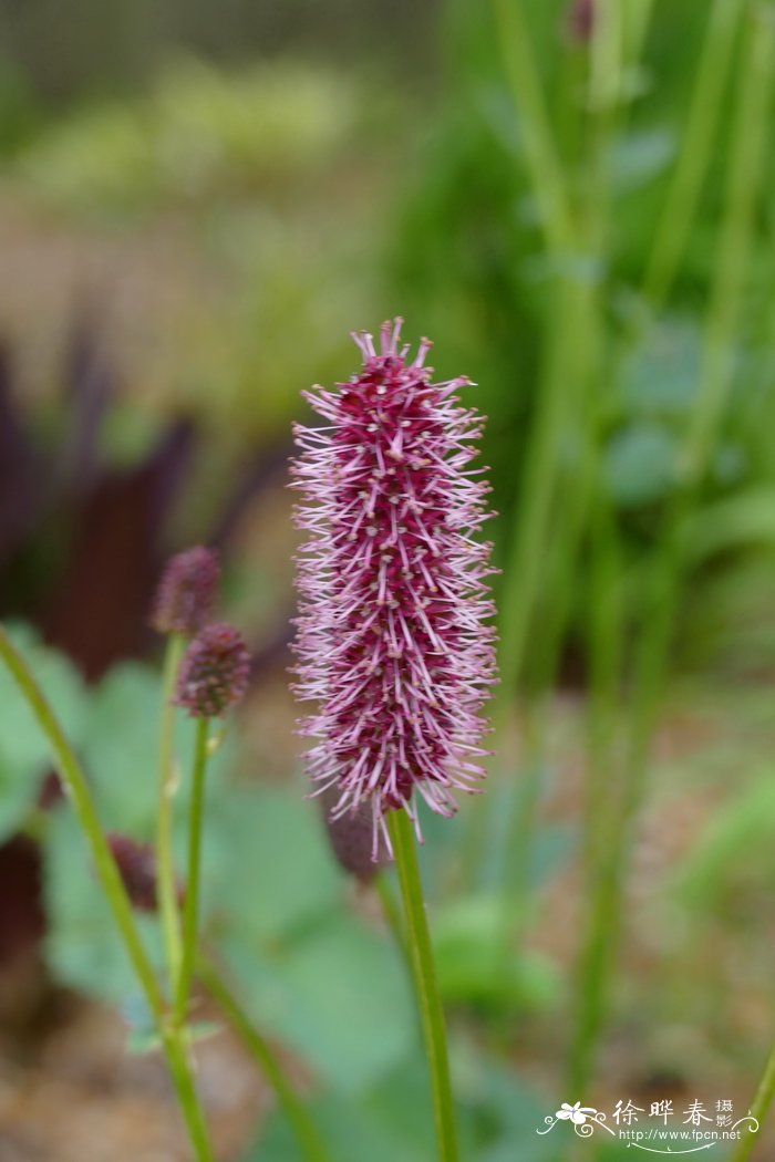 孟席思地榆 Sanguisorba menziesii