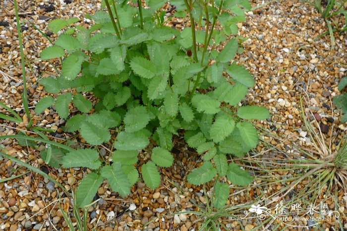 孟席思地榆 Sanguisorba menziesii