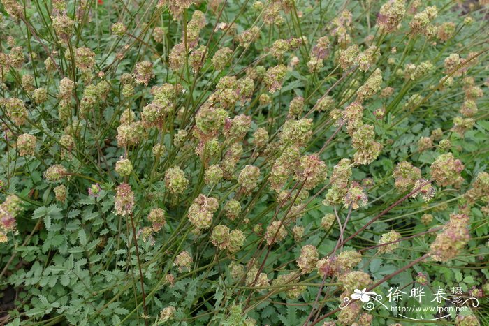 多蕊地榆Sanguisorba minor