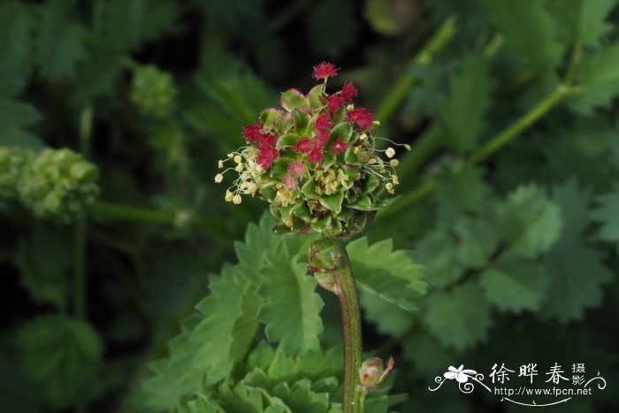 多蕊地榆Sanguisorba minor