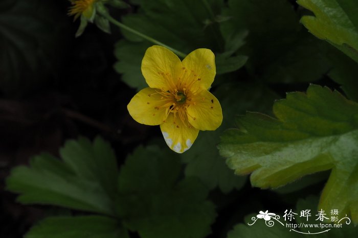 林石草Waldsteinia ternata