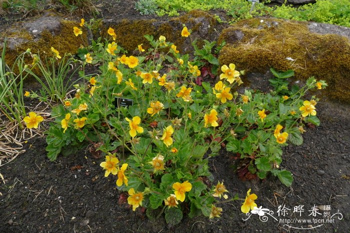 保加利亚路边青Geum bulgaricum