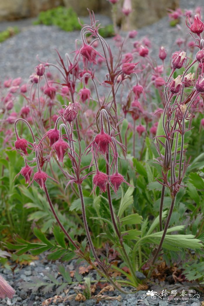 三花路边青Geum triflorum