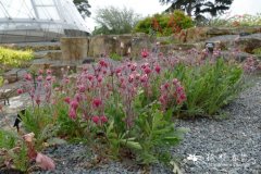 三花路边青Geum triflorum