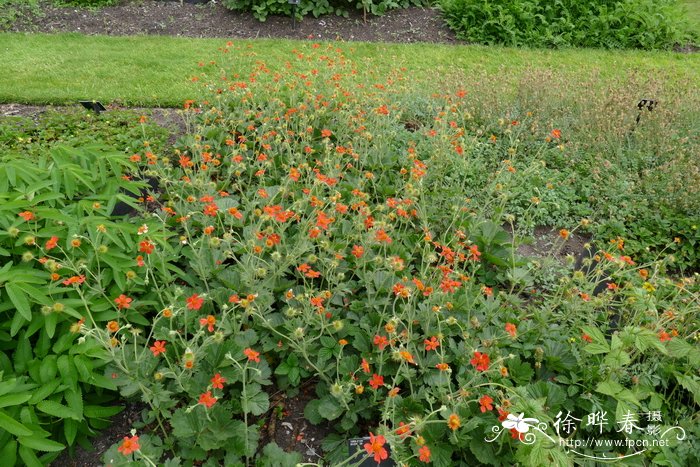 红花路边青 Geum coccineum