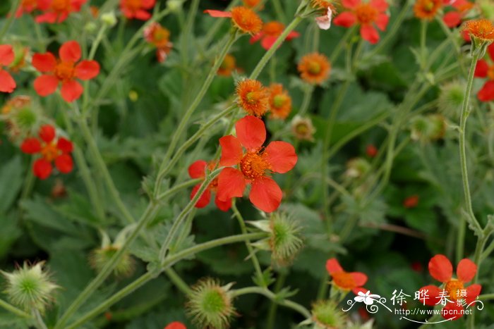 红花路边青 Geum coccineum