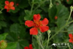 红花路边青 Geum coccineum